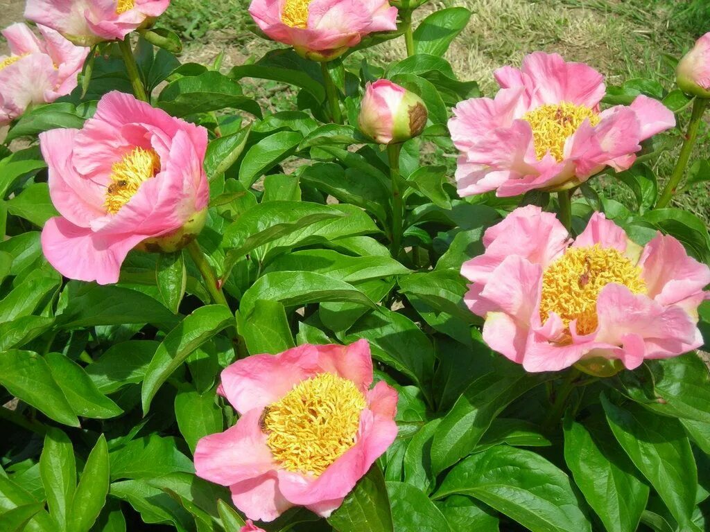 Пион шугар энд спайс фото и описание Sugar 'n Spice Growing peonies, Peonies garden, Peonies