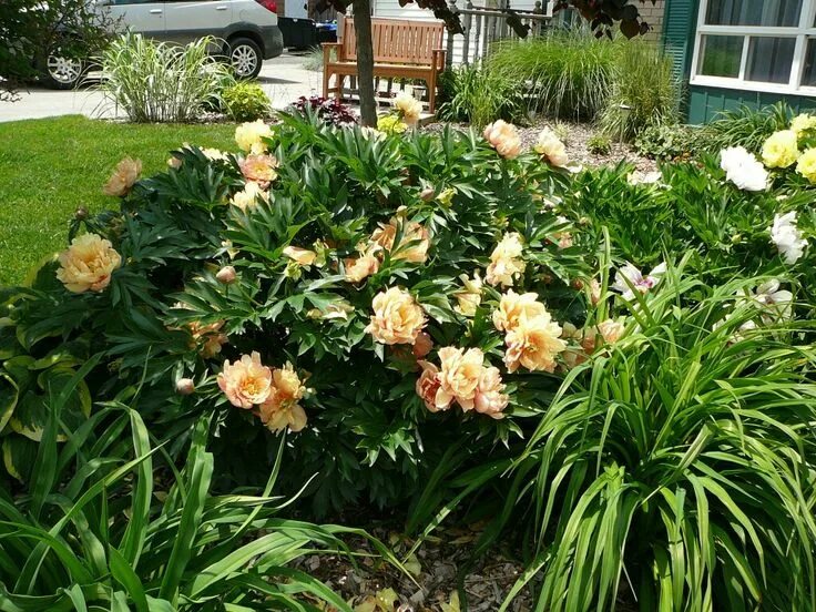 Пион сингинг ин зе рейн фото Itoh peony Singing in the Rain. Peonies garden, Itoh peonies, Peonies