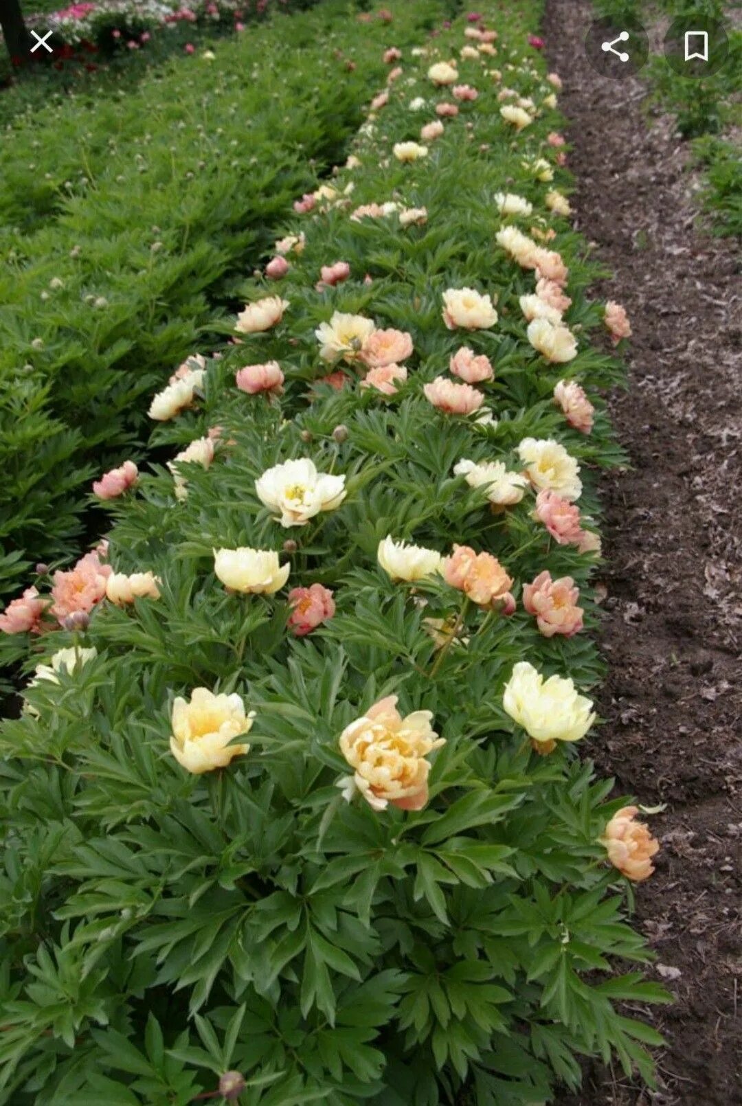Пион сингинг ин зе рейн фото Peony, Singing In The Rain Garden Fertilizer