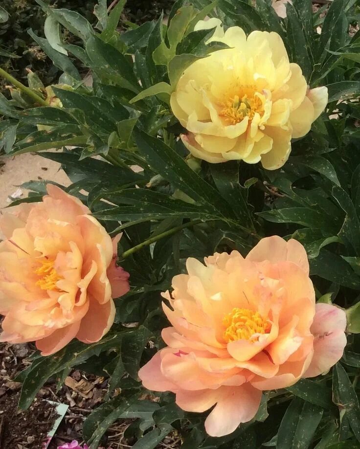 Пион сингинг ин зе рейн фото Singing in the Rain Spring peony Beautiful flowers, Deer resistant garden, Most 