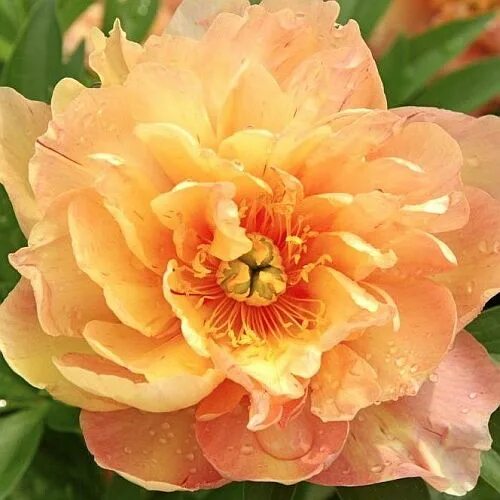 Пион сингинг ин зе рейн фото Paeonia Hybride 'Singing in the Rain' - Pfingstrose (intersektionell) Exotische 