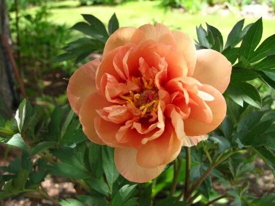 Пион сингинг ин зе рейн фото 404 Not Found Itoh peonies, Peonies, Flowers