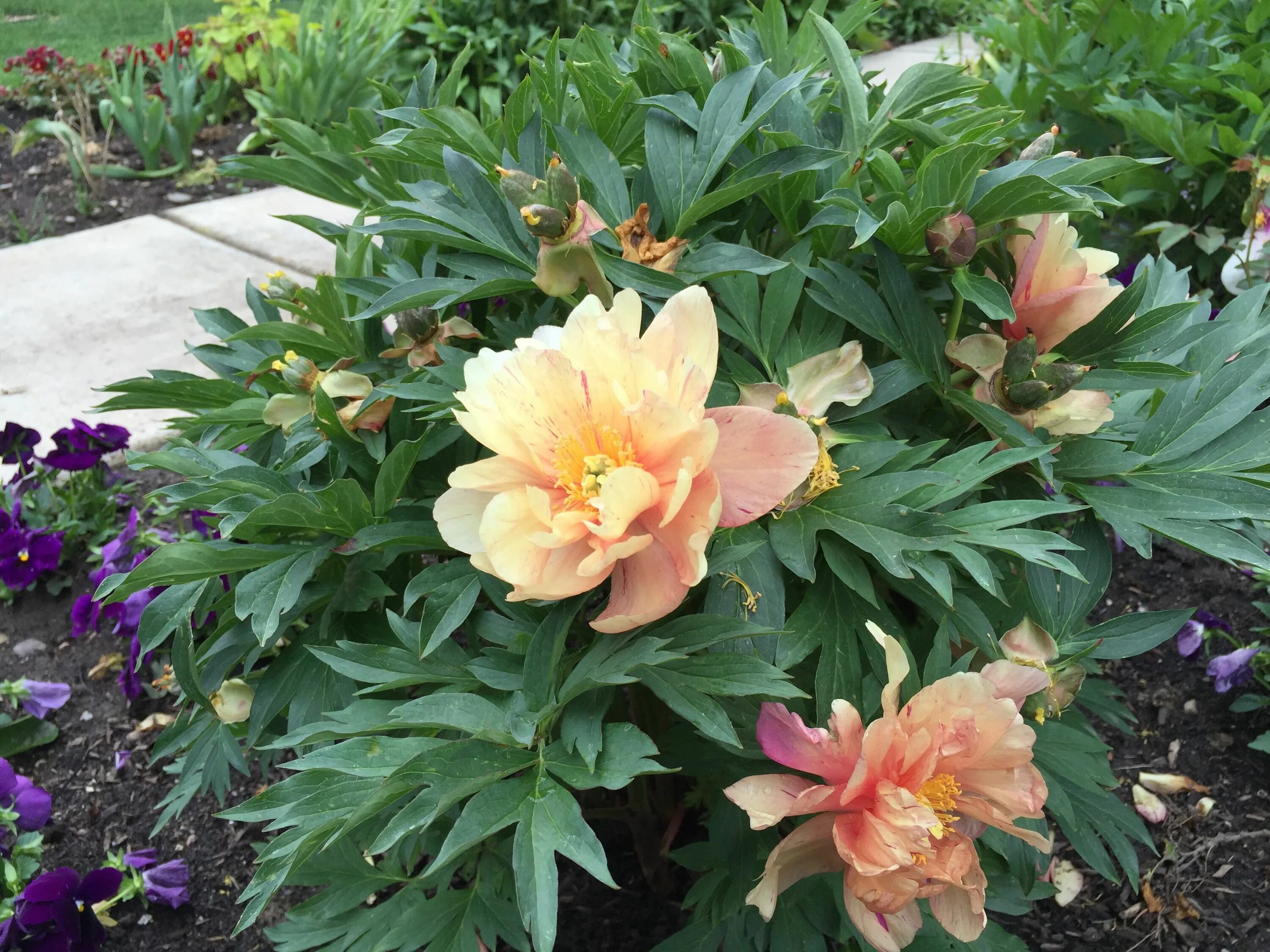 Пион сингинг ин зе рейн фото Singing in the Rain Itoh peony Itoh peonies, Peonies, Garden plants