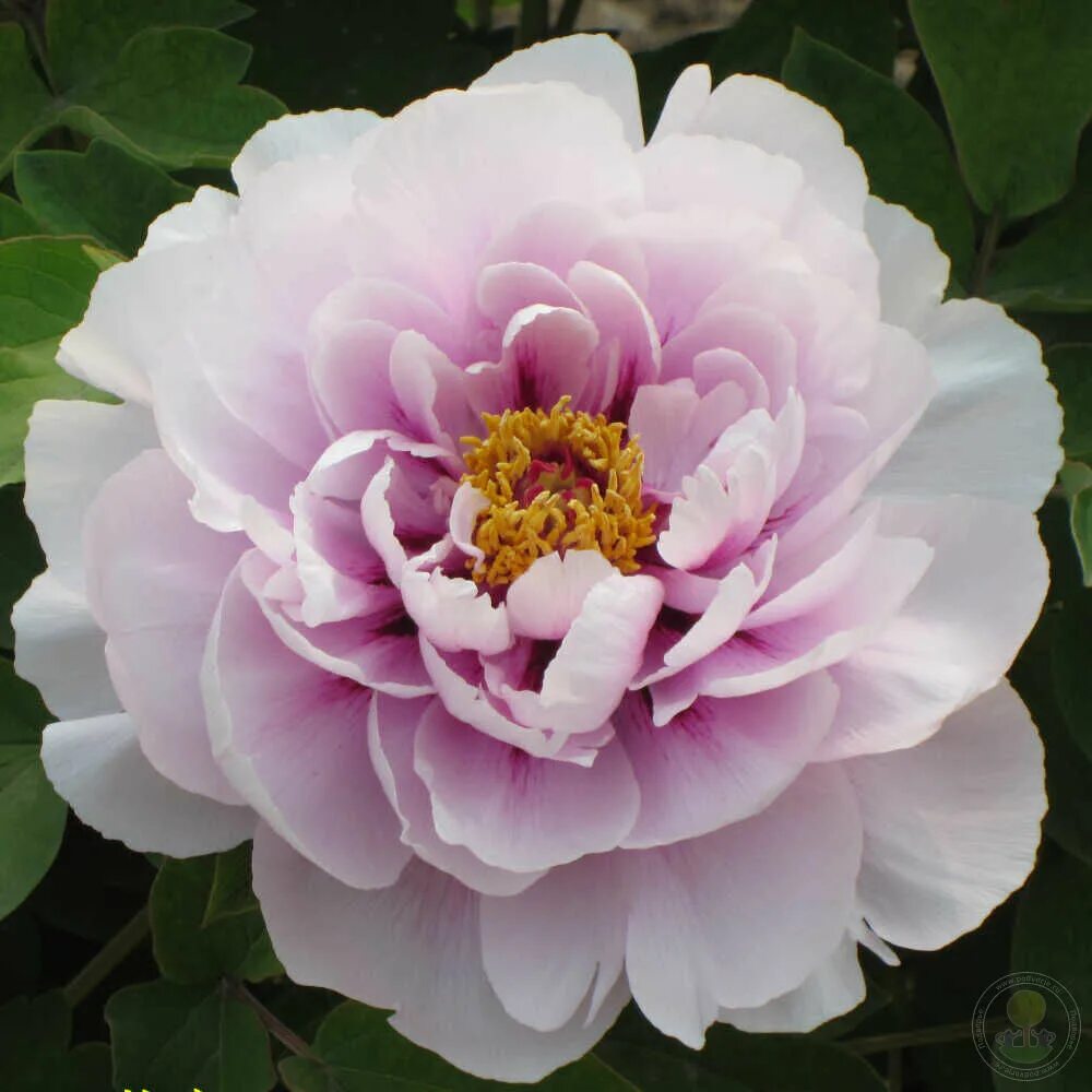 Пион синий сапфир фото Пион Лань Бао Ши / Синий Сапфир (Paeonia Lan bao shi / Blue Jewel Sapphire / Blu