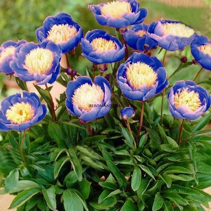 Пион синий сапфир фото 5Pcs Home Garden Ornamental Plant Heirloom Bowl of Beauty Peony Flower BE0R - Or