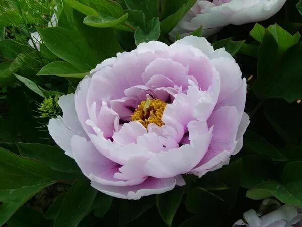 Пион синий сапфир фото Blue Sapphire, Chinese tree peony Peonies, Tree peony, Flowers