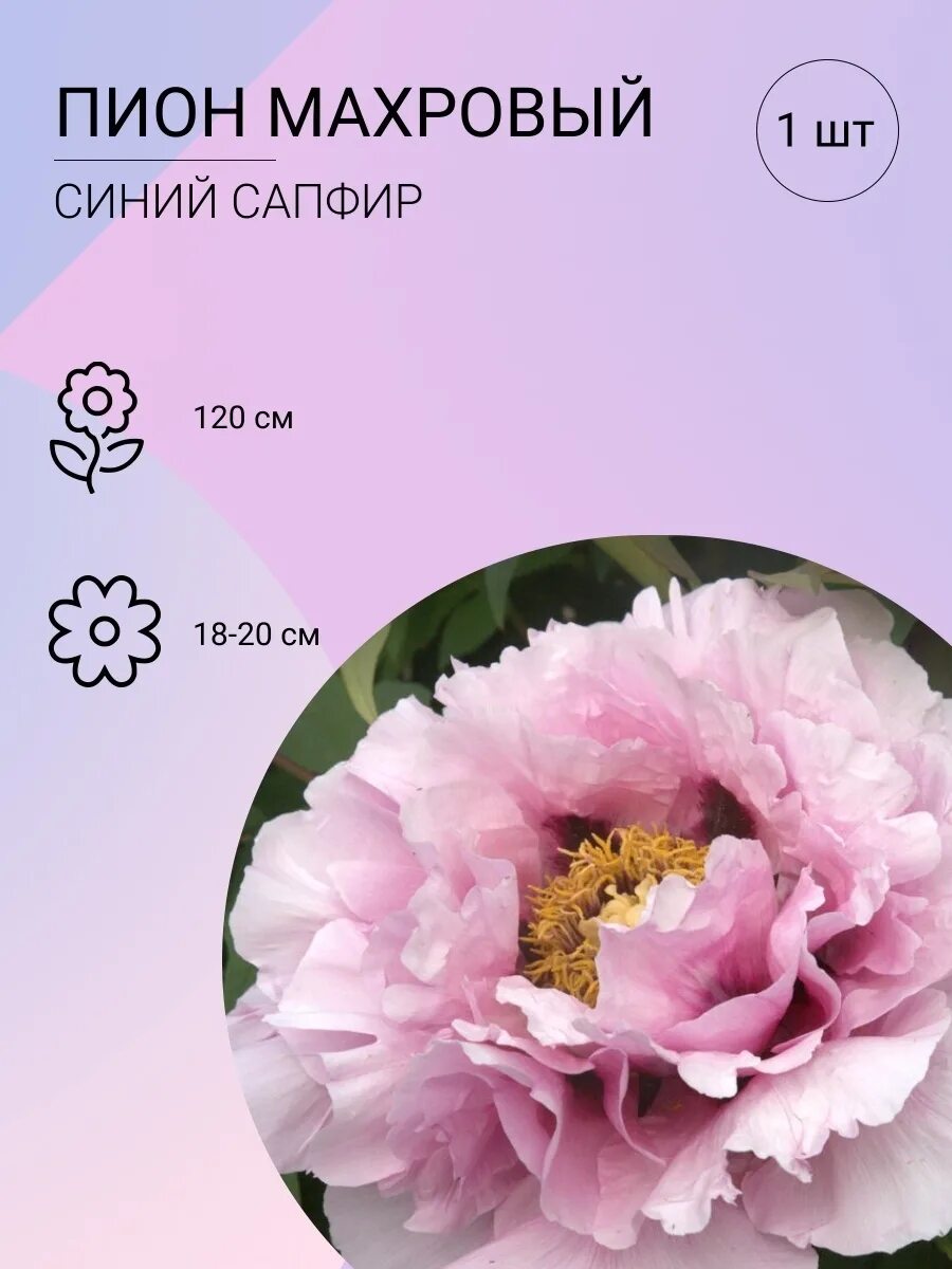 Пион синий сапфир фото и описание Пион Синий сапфир, саженец корень для высадки 1 шт. Луковичка 67041109 купить в 