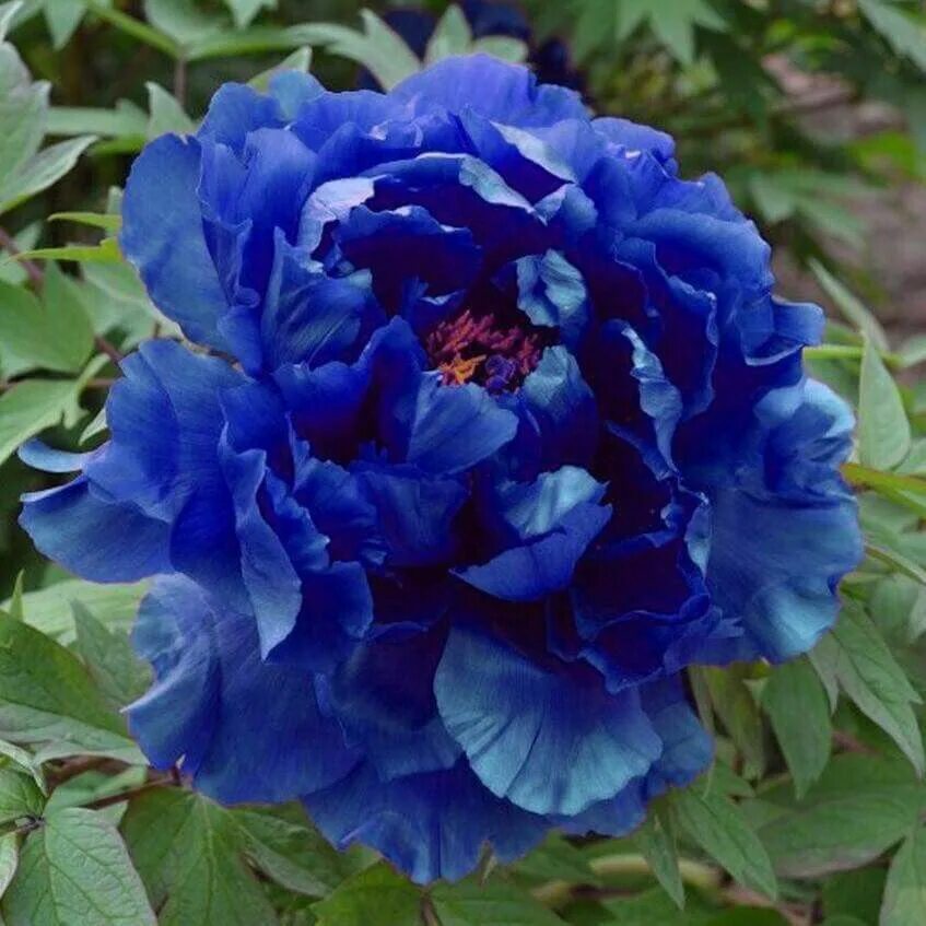 Пион синий сапфир фото и описание Chinese blue peony Plant seedlings, Flowers perennials, Planting flowers