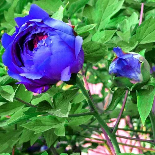 Пион синий сапфир фото и описание Купить лампы аккумуляторные nice nice 20 Blue Pfingstrose Paeonia Topfblumensame