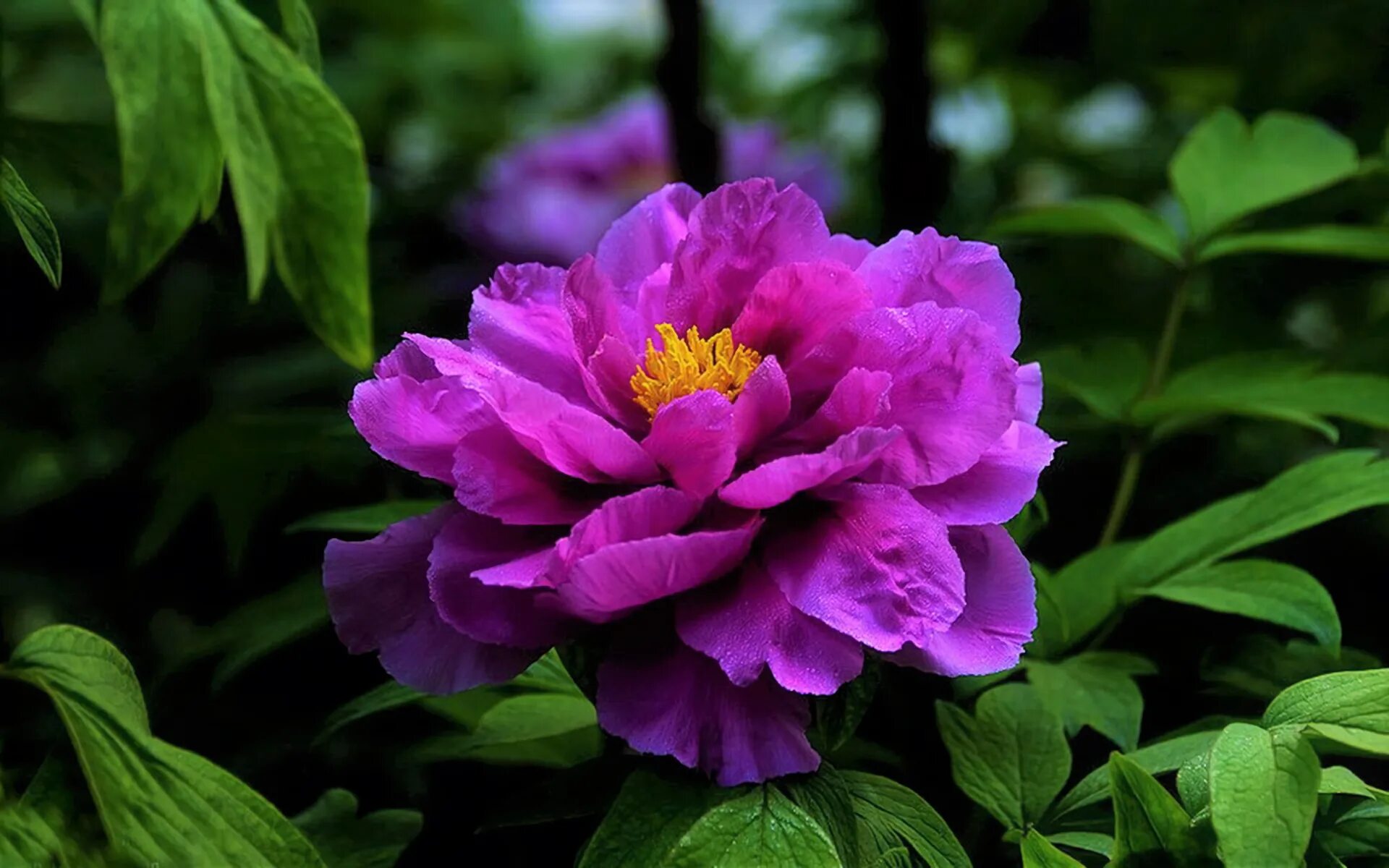 Пион сиреневый туман фото Earth Flower Peony Purple Flower Wallpaper - Resolution:1920x1200 - ID:1190597 -