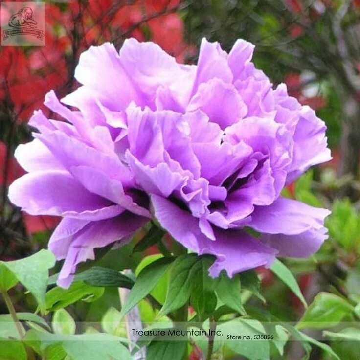 Пион сиреневый туман фото Heirloom 'Xin Shou' Light Purple Peony Plant Flower Seeds, Professional Pack, 5 