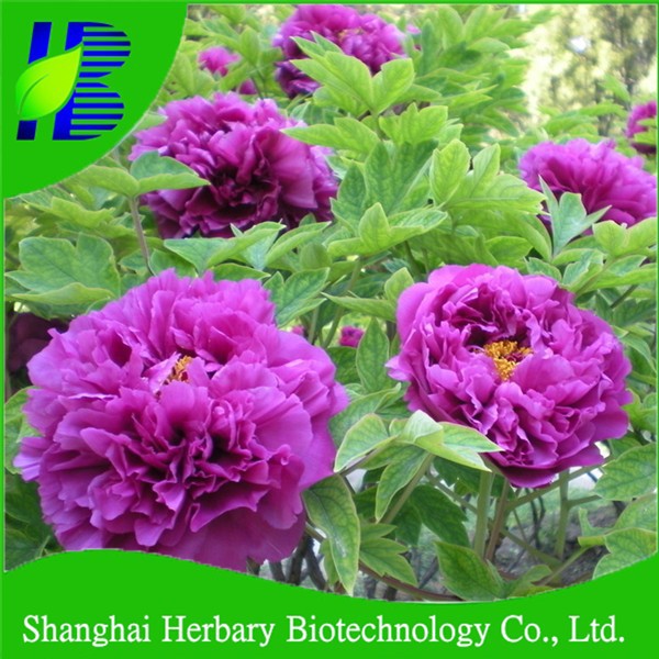 Пион сиреневый туман фото Plant Seeds & Bulbs - Online Shopping