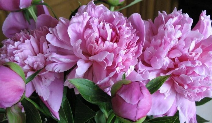 Пион сиреневый туман фото Beautiful peonies Flowers, Peonies, Rose