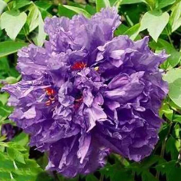 Пион сиреневый туман фото Purple Peony Seeds - Beautiful and Rare Variety