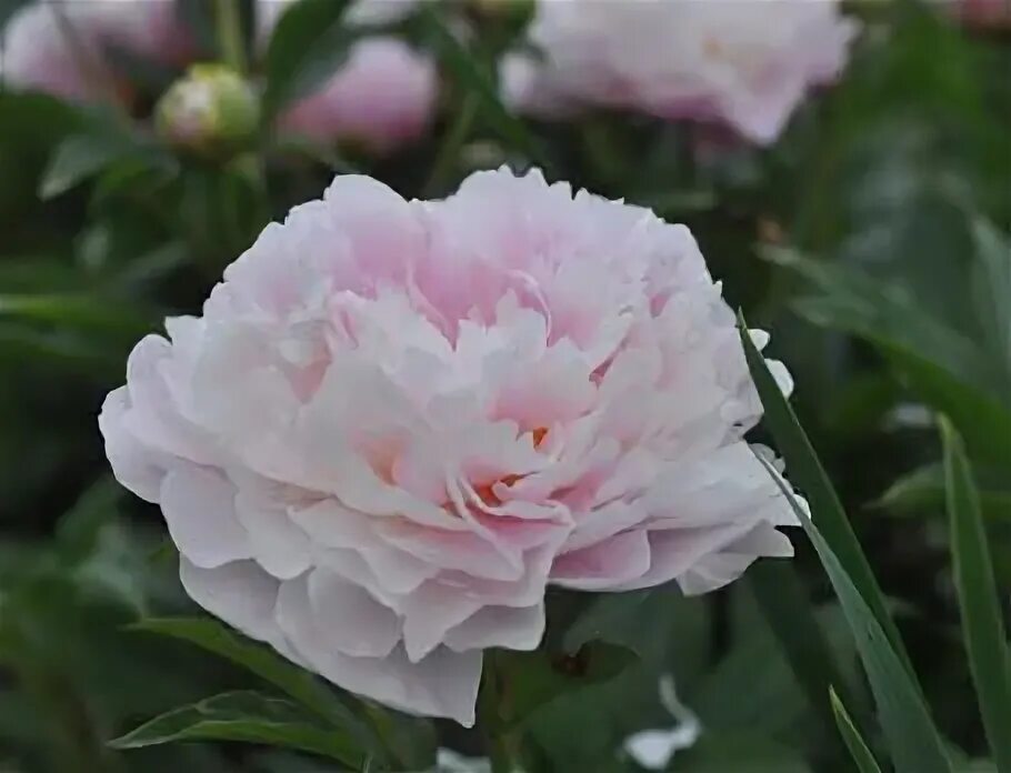 Пион сирин пастель фото Купить Пион Serene pastel в Москве Greendacha