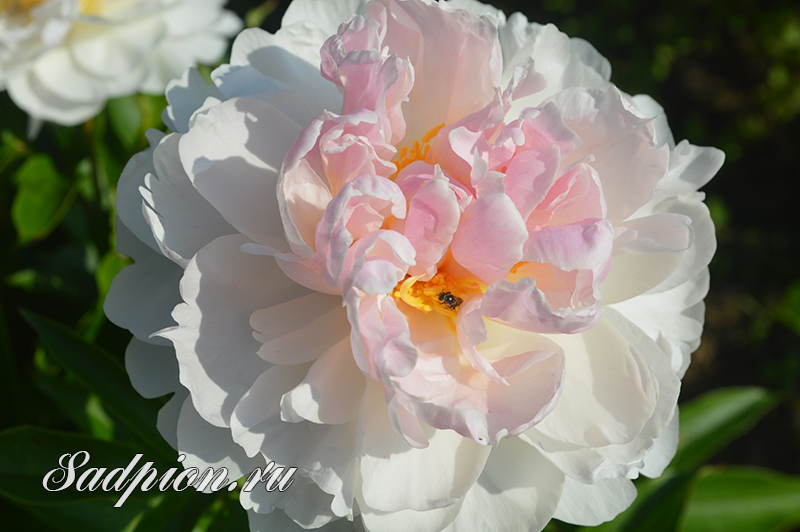 Пион сирин пастель фото Сирин Пастель/Serene Pastel