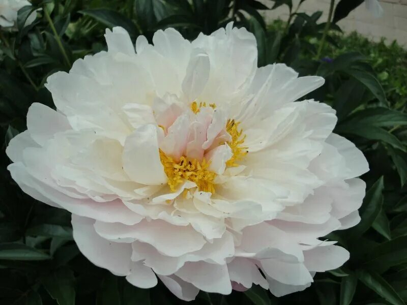 Пион сирин пастель фото Пион Сирин пастель Serene Pastel: утонченность и гармония Эко-фокус Фотогалерея 