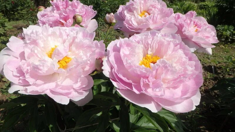 Пион сирин пастель фото Пион Сирин пастель Serene Pastel: утонченность и гармония Эко-фокус Фотогалерея 