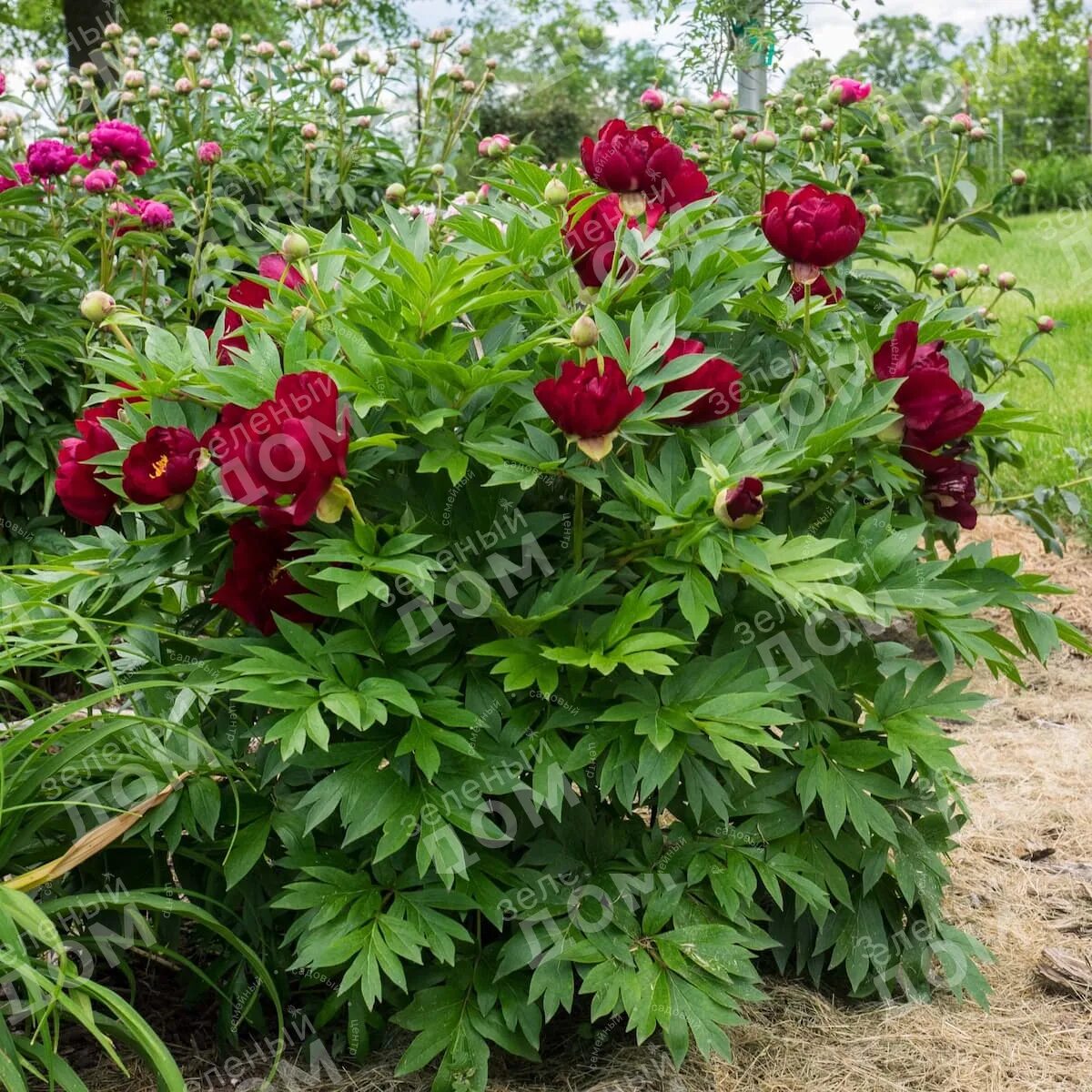 Пион скарлет фото Пион ИТО-гибрид Scarlet Heaven - Купить саженцы в Екатеринбурге в интернет-магаз