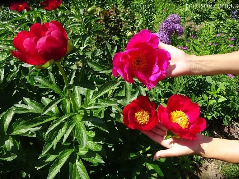 Пион скарлет фото ᐅ Пион "Скарлет О'Хара" (Paeonia "Scarlet O'Hara") купить по цене производителя 