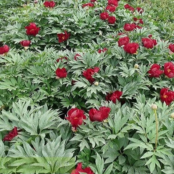 Пион скарлет фото Paeonia 'Scarlet Heaven'- пионы, питомник растений Санкт-Петербург, купить в пит