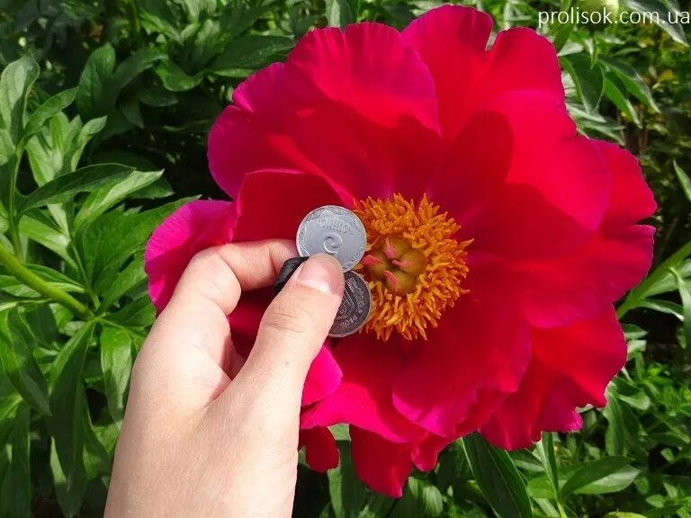 Пион скарлет фото ᐅ Пион "Скарлет О'Хара" (Paeonia "Scarlet O'Hara") купить по цене производителя 