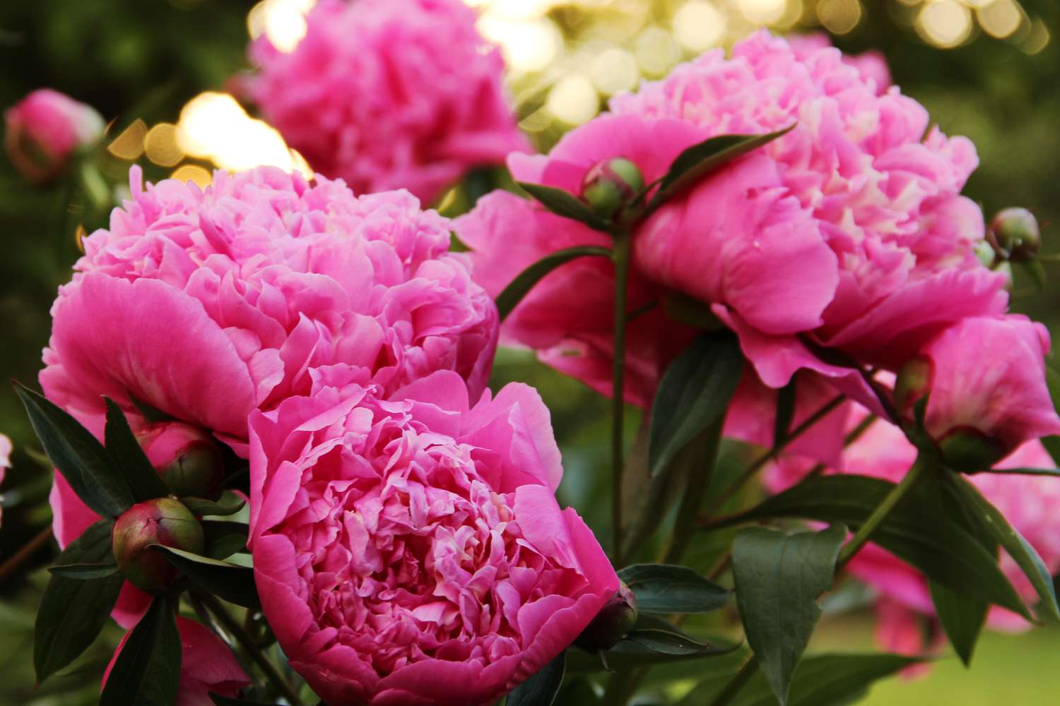 Пион скай дэнс фото Our Editors' Favorite Plants