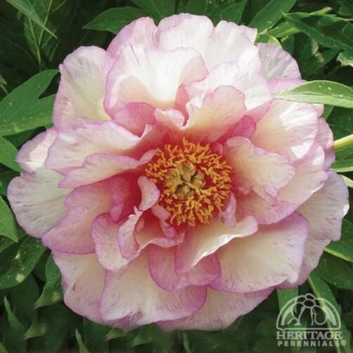 Пион скрумдидлеумшес фото Plant Profile for Paeonia 'Smith Family Jewel' - Itoh Hybrid Peony Perennial in 