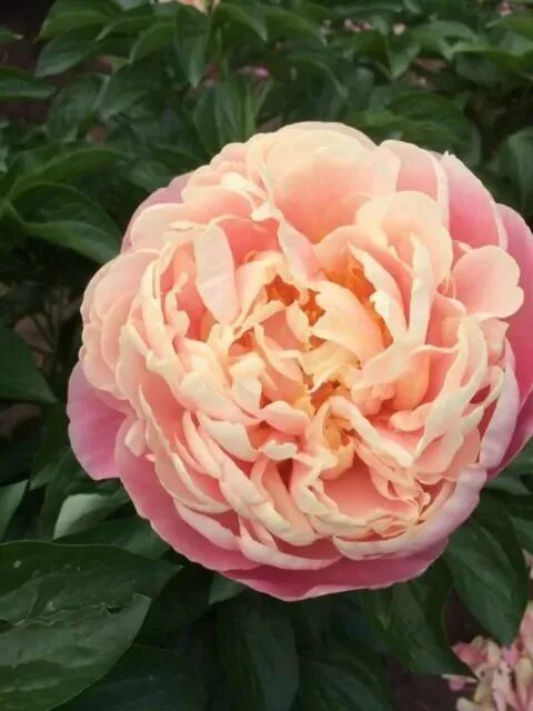 Пион скрумдидлеумшес фото Kayleigh Ann Peonies, Peony farm, Pretty flowers