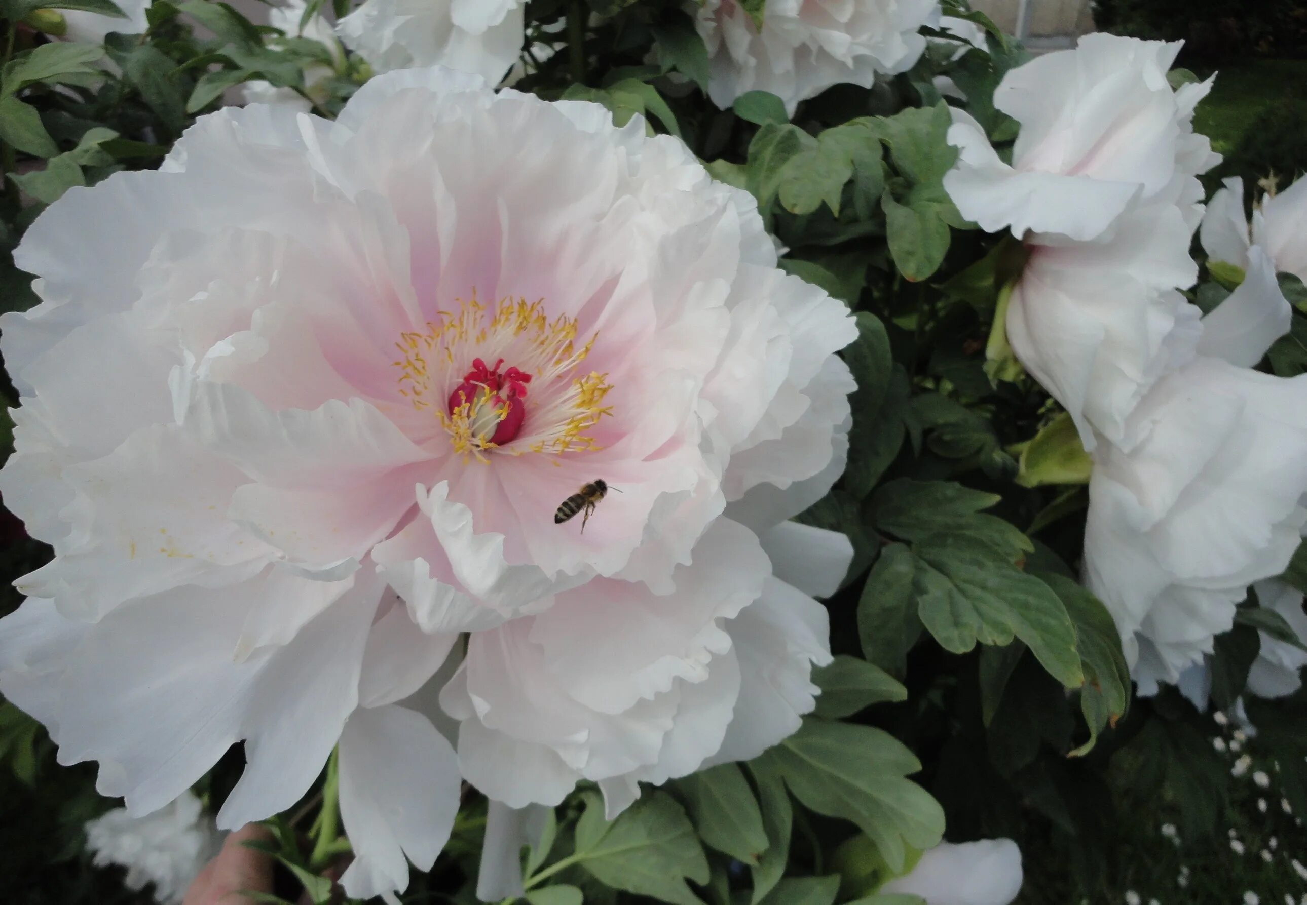 Пион снежная королева фото Large bush with white peonies close-up free image download