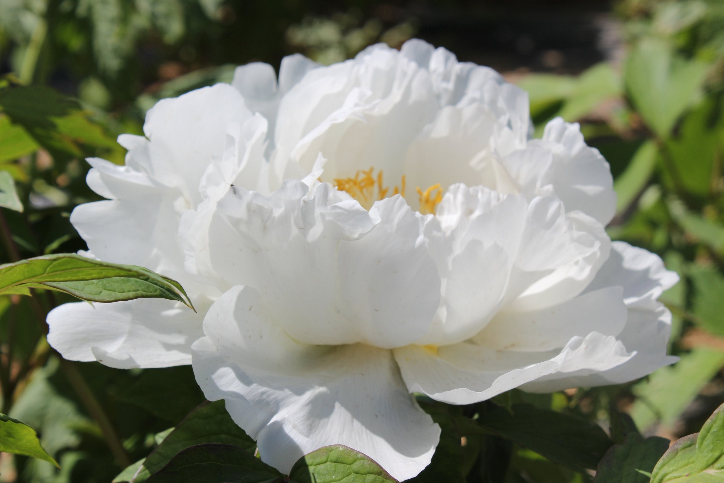 Пион снежная королева фото BRIGHT PRINCE' Japanese Tree Peony (Paeonia x suffruticosa 'bright pr - Champlai