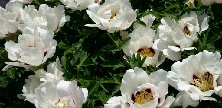 Пион снежная королева фото Gansu tree peonies like shade. These plants are very fast growing for tree peoni