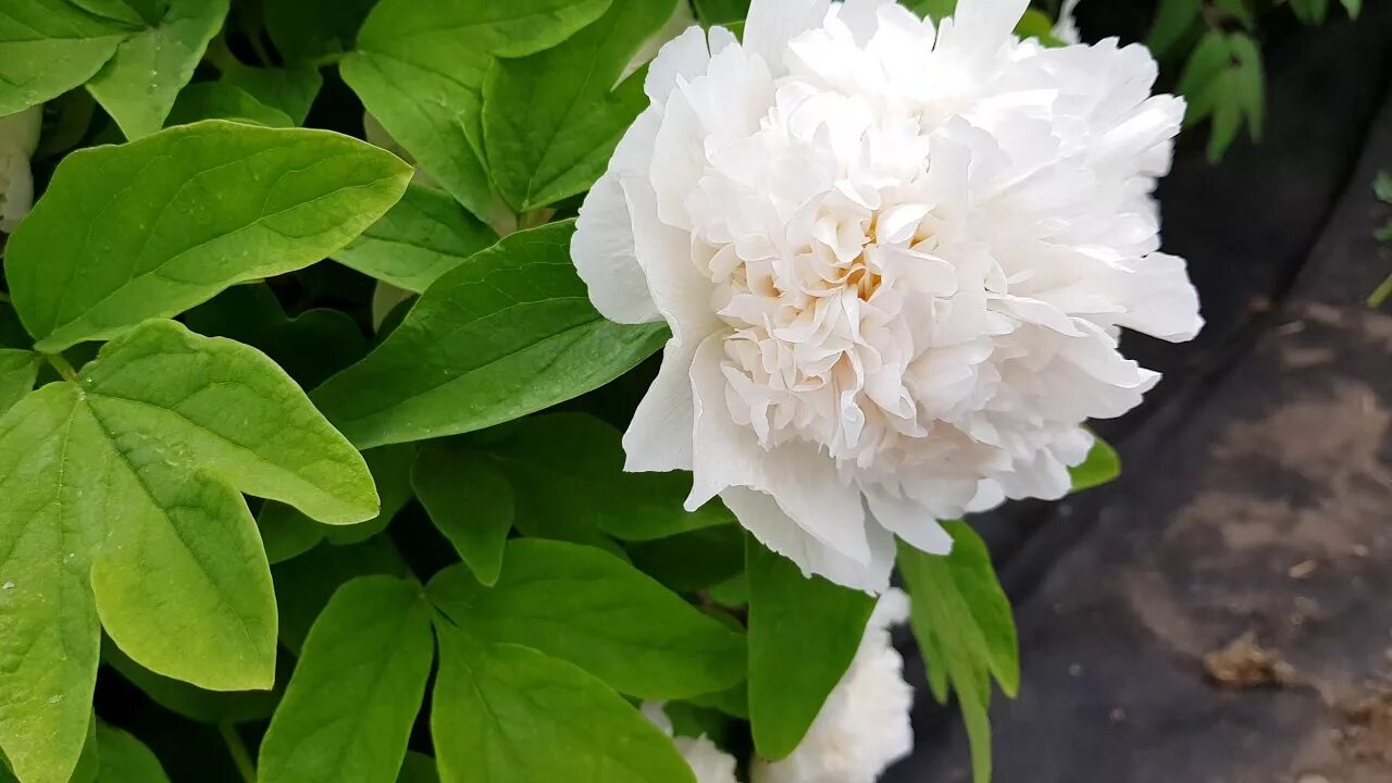 Пион снежная королева фото Tree Peony - Bai Xue Ta 2019 - YouTube