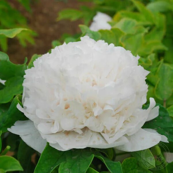 Пион снежная королева фото Пион Снежная башня / Жинг Ю / Сю Та (Paeonia Snow Tower / Jing Yu / Xue Ta) купи