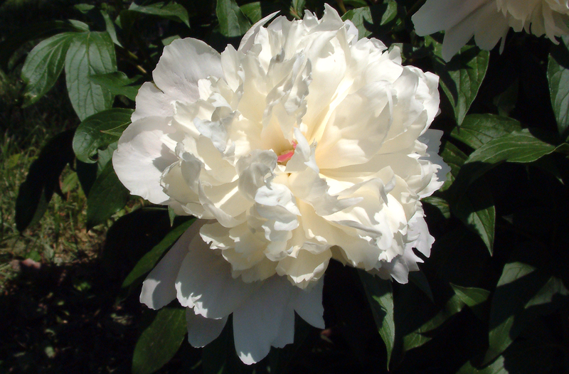Пион снежная королева фото Indiana State Flower - Peony - ProFlowers Blog