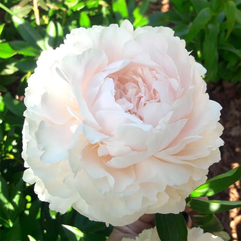 Пион соланж фото и описание Купить Пион Молочноцветковый Solange - Пион - GardenPlants