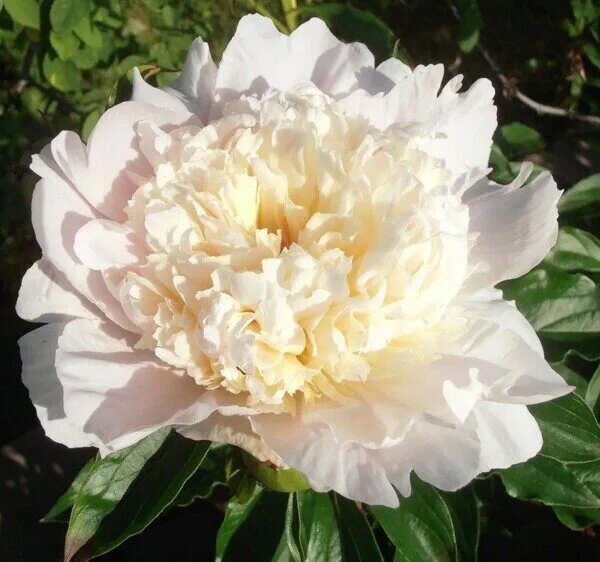 Пион соланж фото отзывы Купить Пион Соланж/Paeonia Solange с доставкой в Подмосковье в Сергиевом Посаде 