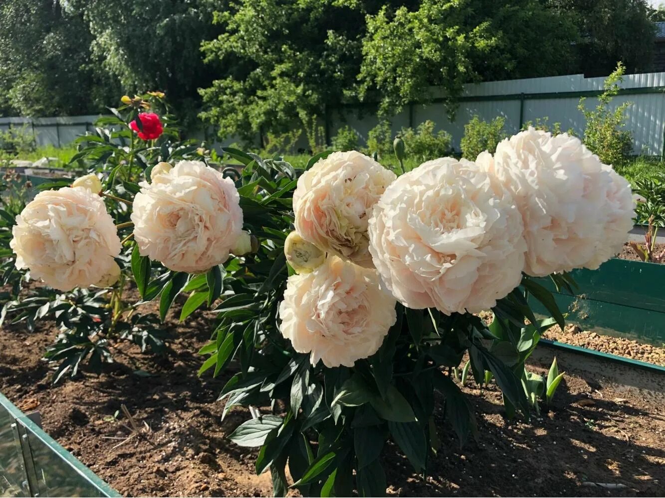 Пион соланж фото отзывы Пион Соланж (Paeonia Solange) Юлин сад