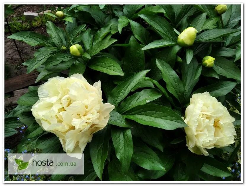 Пион солнечная девочка фото Hosta.com.ua. Пион Sunny Girl (Санни Герл) в моем саду: описание, фото