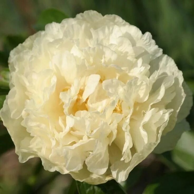 Пион солнечная девочка фото Peony 'Sunny Girl' Peonies, Peonies garden, Unusual flowers