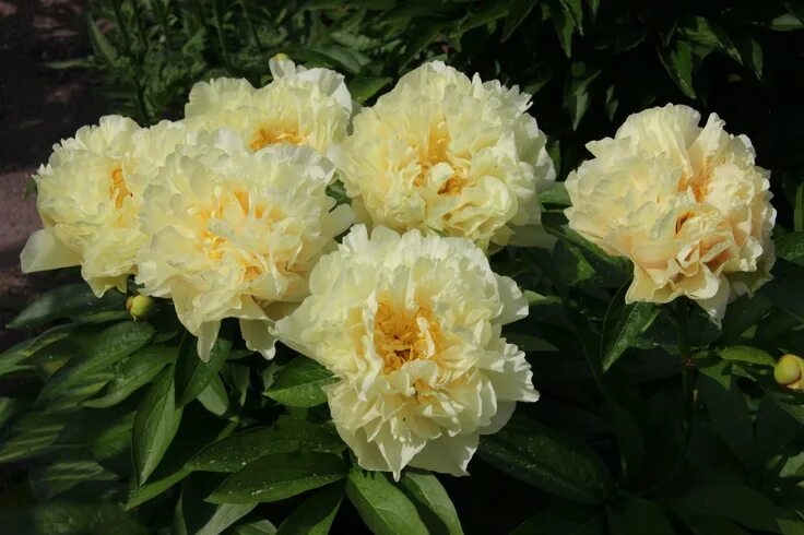 Пион солнечный свет фото и описание Pioniristeymä Paeonia hybrid 'Sunny Girl'