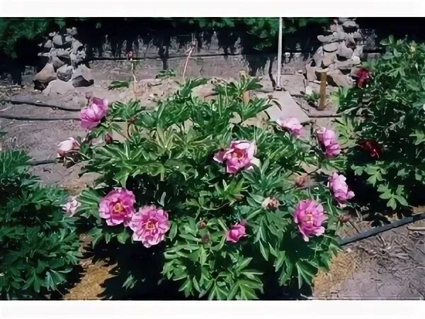 Пион сонома аметист фото пион SONOMA AMETHYST, пион Сонома Аметист, саженцы пиона Сонома Аметист