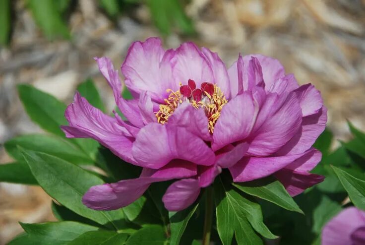 Пион сонома аметист фото Peony 'Sonoma Amethyst' (Paeonia lactiflora) Amazing flowers, Paeonia lactiflora