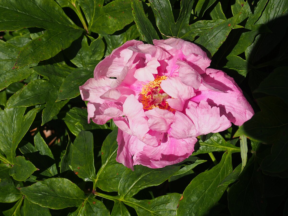 Пион сонома аметист фото File:Paeonia 'Sonoma Amethyst' 5 2021 Itoh- (51211064903).jpg - Wikimedia Common