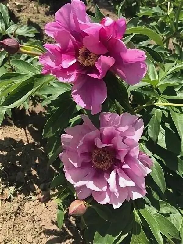 Пион сонома аметист фото Sonoma Amethyst Garden, Plants, Peonies