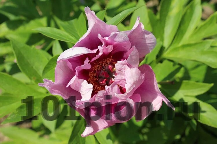 Пион сонома аметист фото Купить пион ито-гибрид Sonoma Amethyst / Пион Сонома Аметист в интернет-магазине