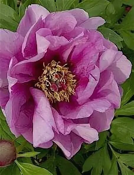 Пион сонома аметист фото Paeonia Itoh Sonoma Amethyst Flowers photography, Flower painting, Peonies garde