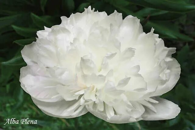 Пион сорбент фото Beautiful peonies