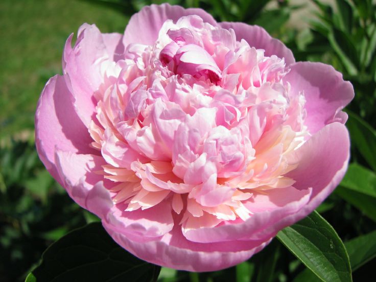Пион сорбет фото и описание цена Peony 'Sorbet' Пионы, Цветы, Любимые цвета
