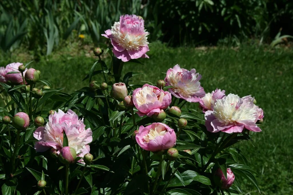 Пион сорбет фото отзывы Peony 'Sorbet' Blogged at christmasnotebook.com/2010/05/06. Flickr